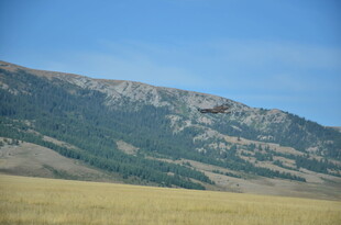 草原与远山的自然景致