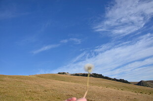 蓝天旷野中的粉色蒲公英