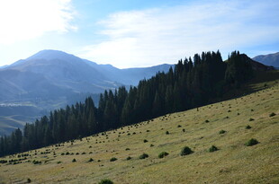 山间草地与远处山林景观