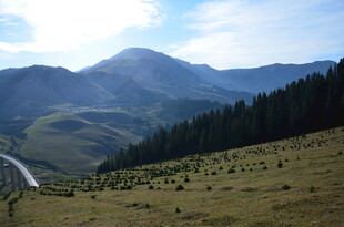 山间公路旁的壮美山林景色