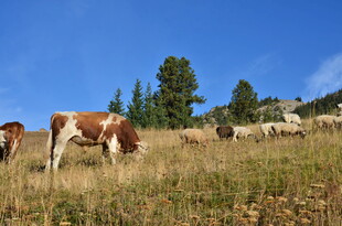 山坡上的牛羊群