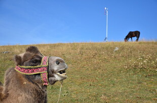 草原上的骆驼与远处马匹