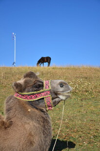 草原上的骆驼与马