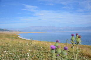 湖畔野花与辽阔蓝色水域
