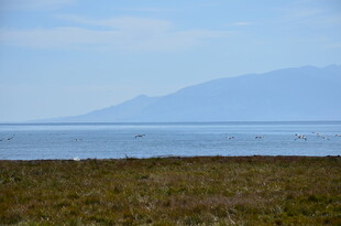 海边草地与远处山峦景色