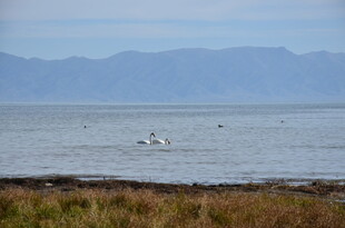 海边景致 水面飞鸟与远山