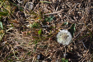 荒野中的蒲公英