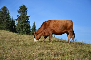 山坡上吃草的棕色奶牛