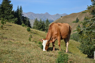 山坡上吃草的棕色奶牛