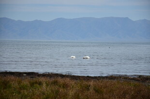 湖畔天鹅 远山碧水之景