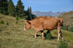 草原上漫步的棕色奶牛