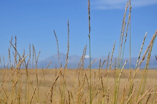 金黄草地与蓝天美景