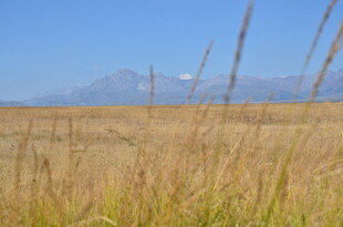 广袤原野上的金黄草与远山