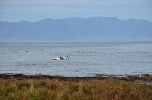 海边飞鸟栖息于水域畔