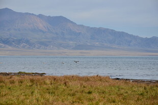 湖畔草地与远山风景