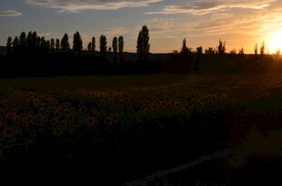 夕阳下的田野与树木景观