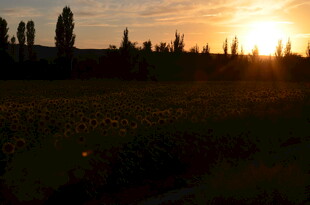 夕阳下的田野风光