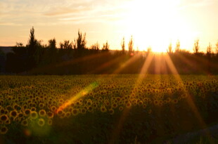 夕阳下的向日葵花田
