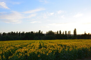 金黄田野与远处葱郁树林