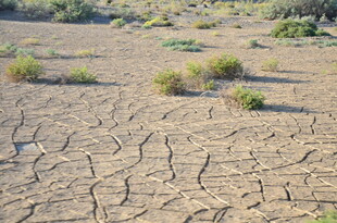 干裂土地上的稀疏植被