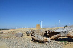 海岸边的枯木与远处建筑