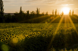 夕阳下的向日葵花田美景
