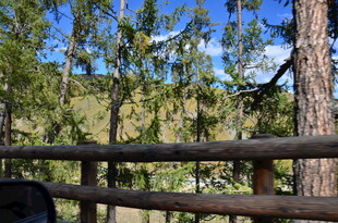 林间木栏外的自然景致