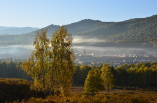 山间晨景 树木与薄雾相依