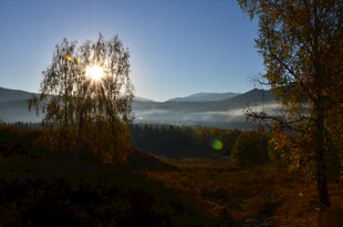 日出山林间的静谧美景