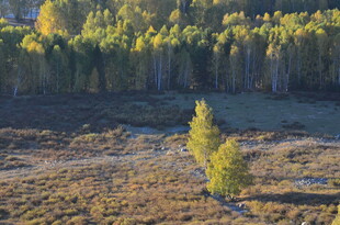 孤树挺立在多彩山林间