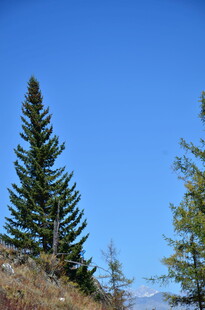 蓝天映衬下的挺拔松树