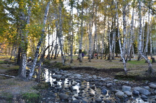 秋日溪边白桦林美景