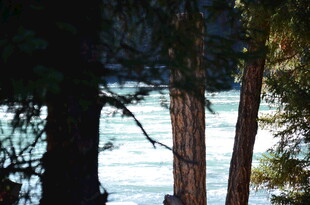 林间雪景中的树木景观