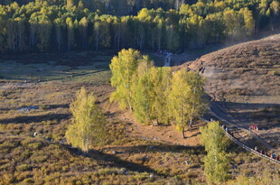 秋日山坡上的几棵树木