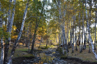 秋日白桦林中小溪风景