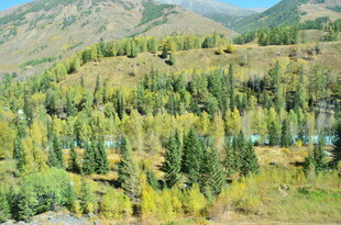 山间葱郁树林风景