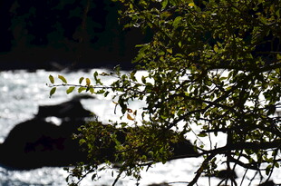 溪边枝叶掩映下的景致