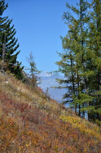 秋日山坡松林湖景风光