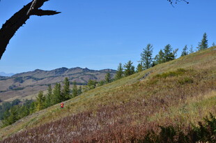 山坡上的自然风景