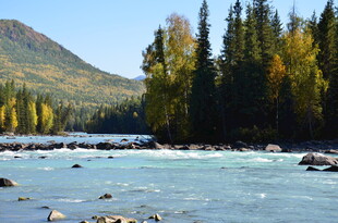 山间河流旁的多彩树林