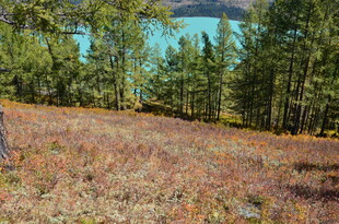 秋日林间开阔草地景色