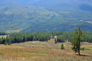 山间开阔草地与孤树风景