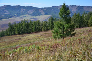 山间草地旁的挺拔松树