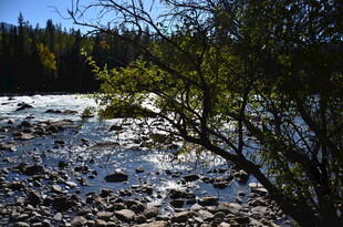 山间溪流与繁茂树木景观