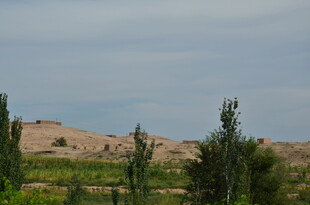 沙漠边缘的绿植景观