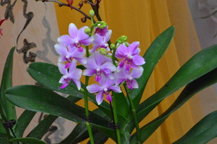 蝴蝶兰 