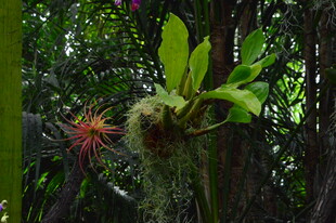 观叶花草  