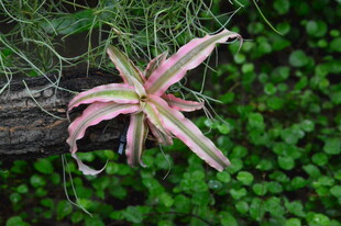 观叶花草 