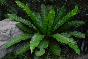观叶花草 