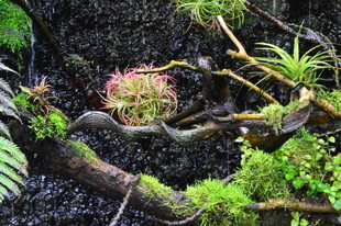 热带植物  